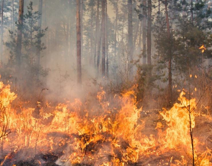 Your Choice of Site Generator Hire Could Reduce Wildfires
